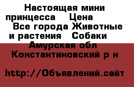 Настоящая мини принцесса  › Цена ­ 25 000 - Все города Животные и растения » Собаки   . Амурская обл.,Константиновский р-н